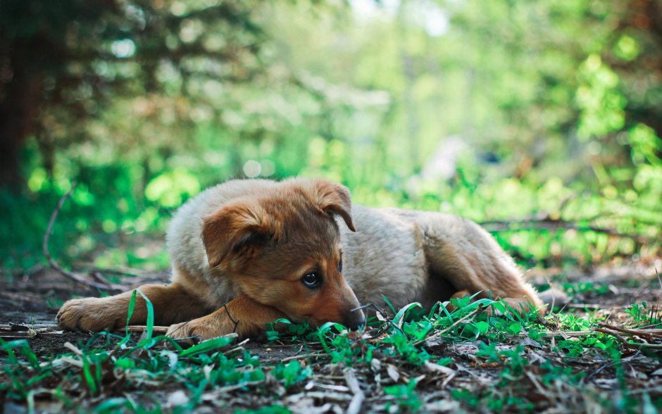 Животные в траве