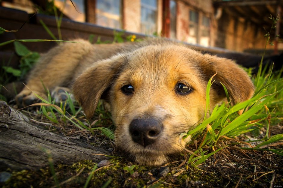 Красивые дворняги