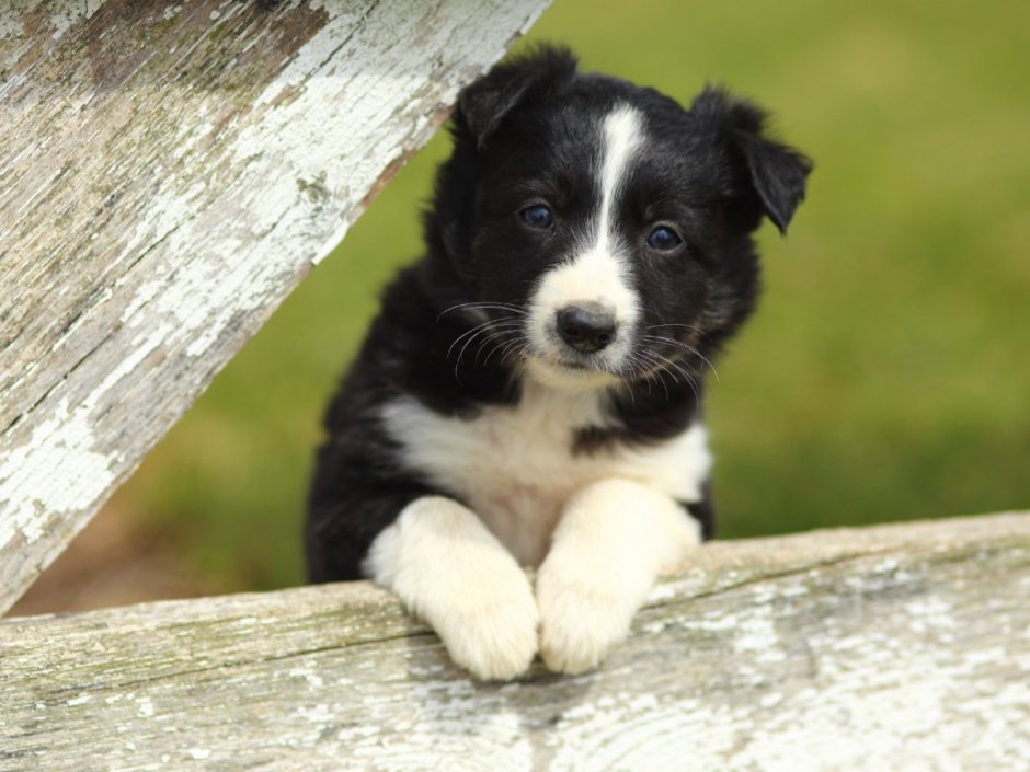 Бордер колли щенки