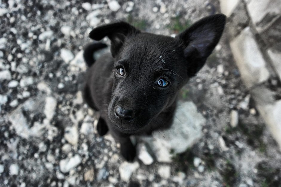 Черный щенок дворняжки