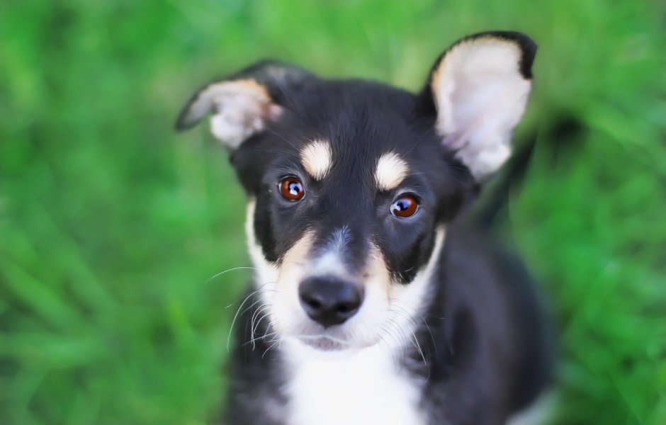 Маленькие собачки дворняжки