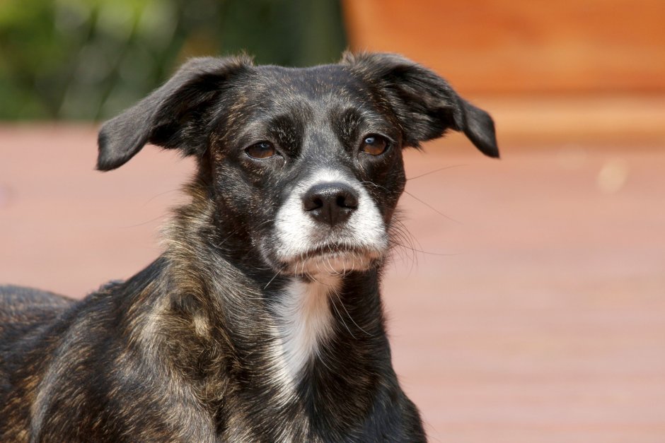 Собака Жулька дворняга