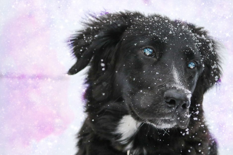 Черные собаки