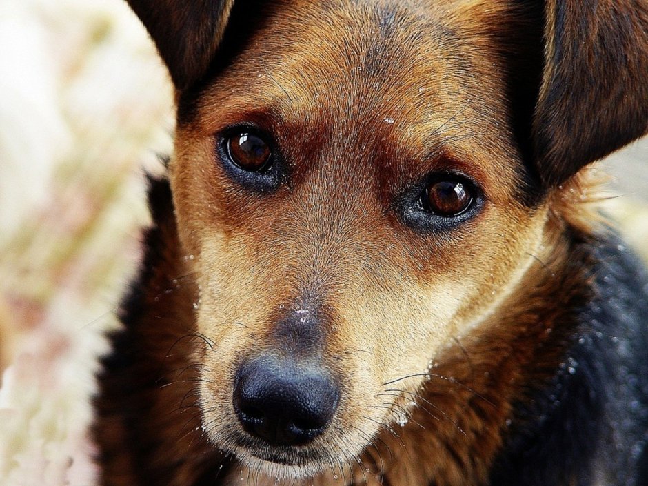 Терьер дворняга