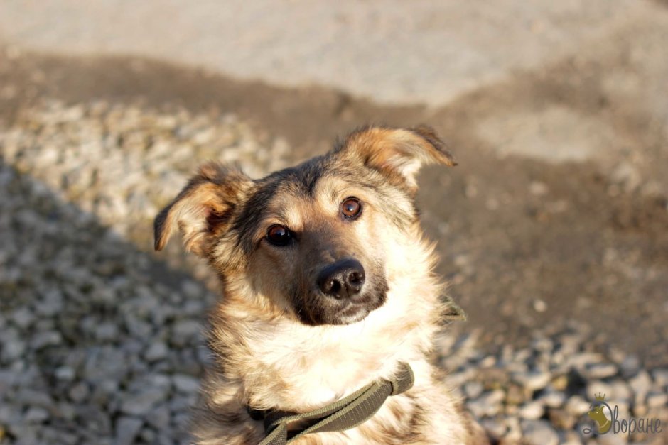 Щенок овчарки