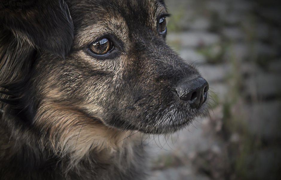 Бездомные собаки красивые