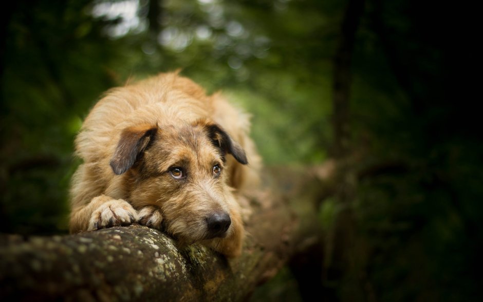 Дворняга собака фото