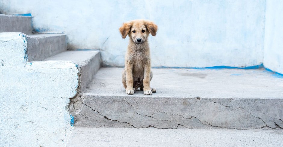 Породы бездомных собак