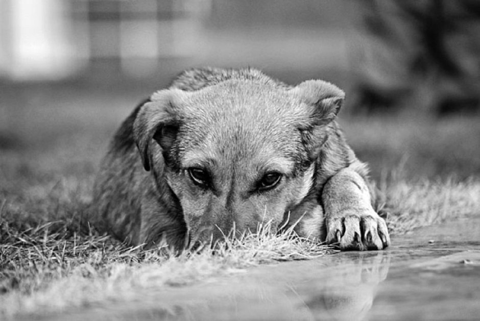 Асадов дворняга