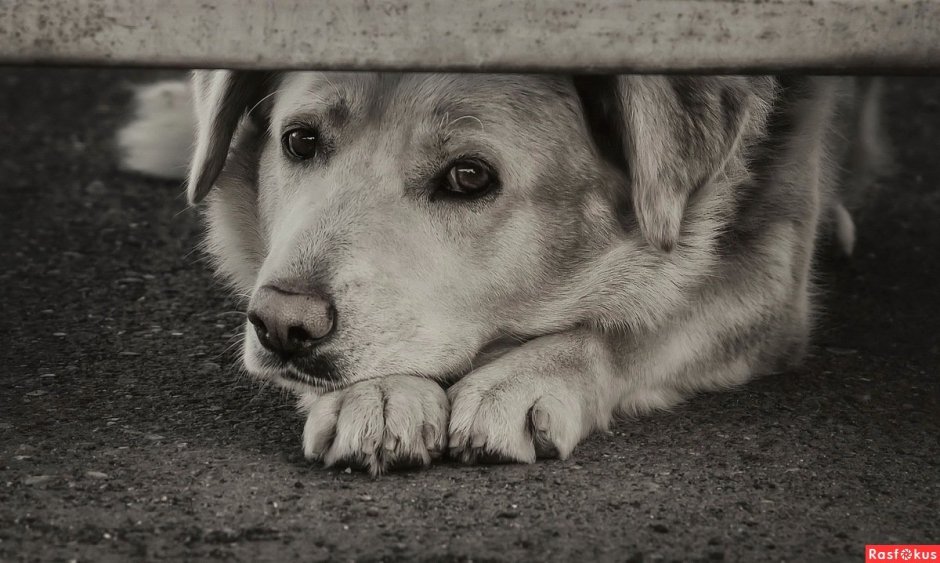 Взгляд бездомной собаки