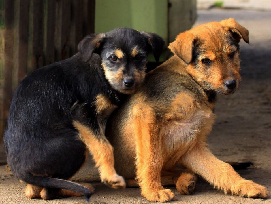 Две дворняги