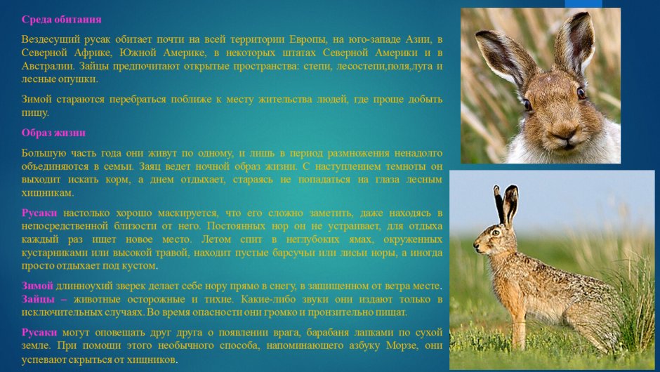 Адаптация животных к почвенной среде обитания