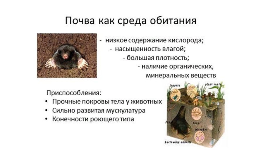 У наземно повітряного середовища мешкають