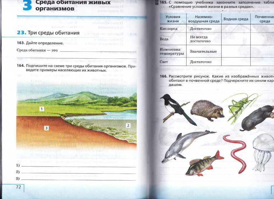 Животный мир. Леса