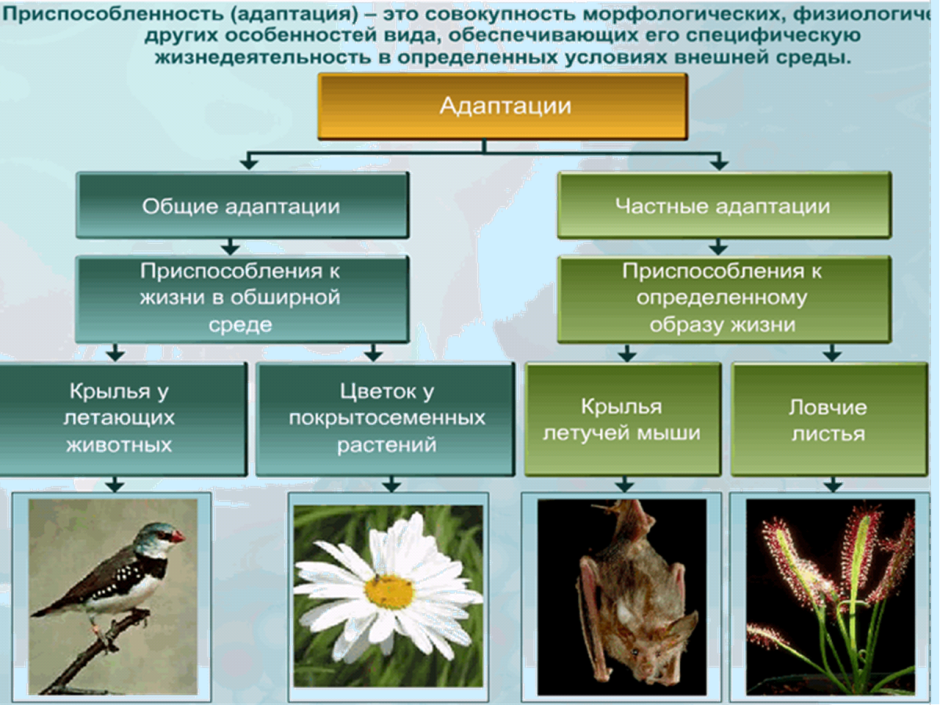 Многообразие животных