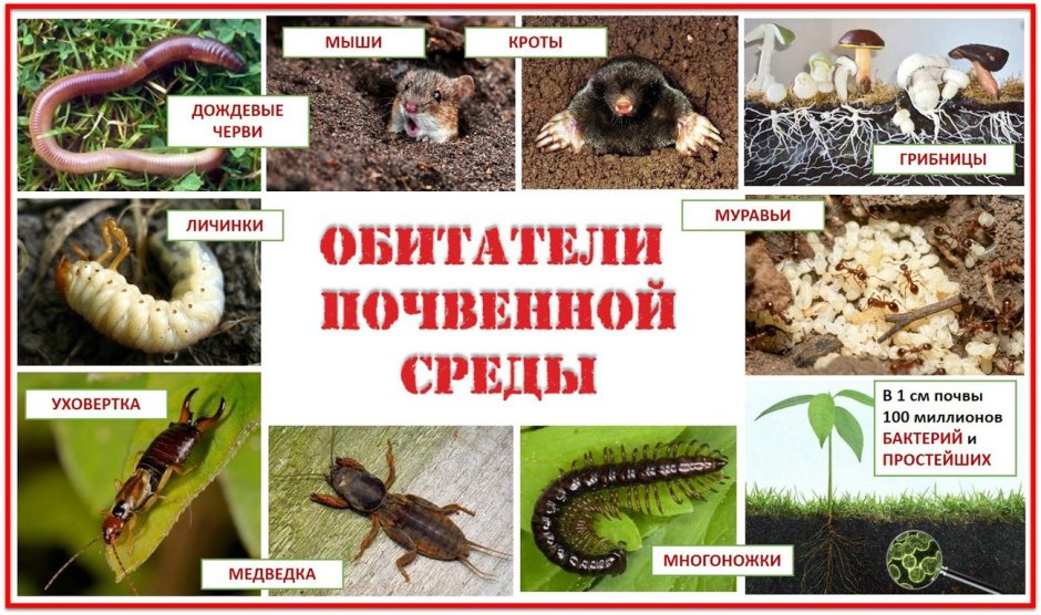 Почвенные животные
