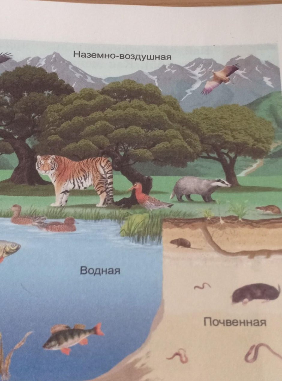 Живые организмы и среда их обитания