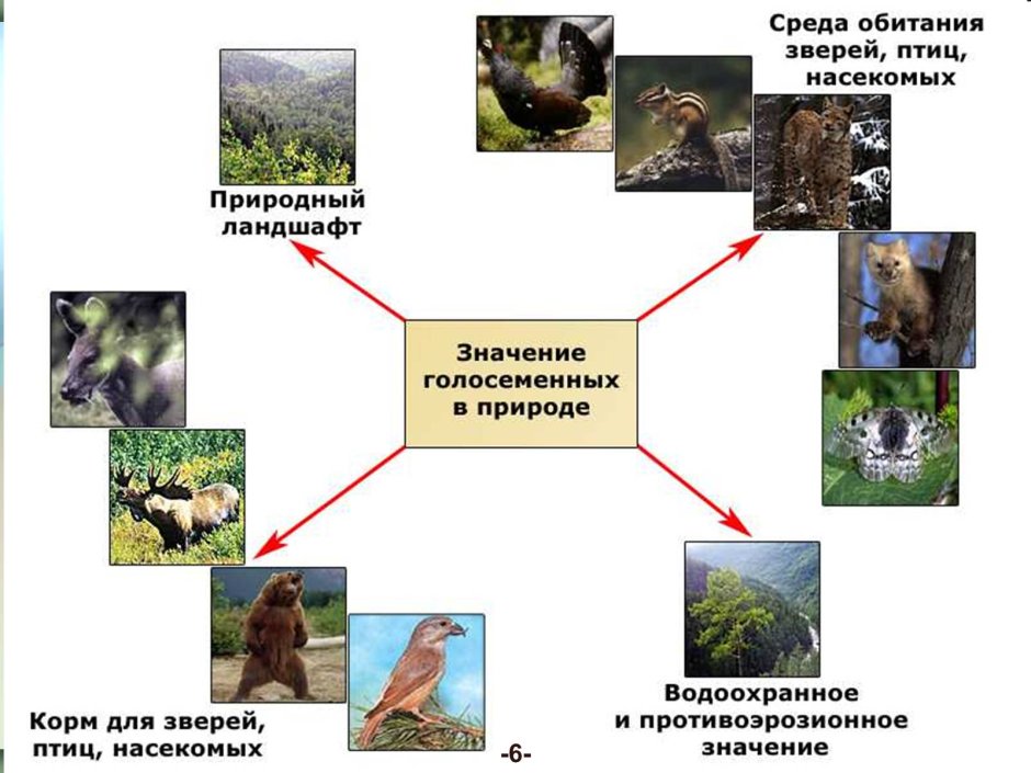 Таблицы по природоведению 5 класс
