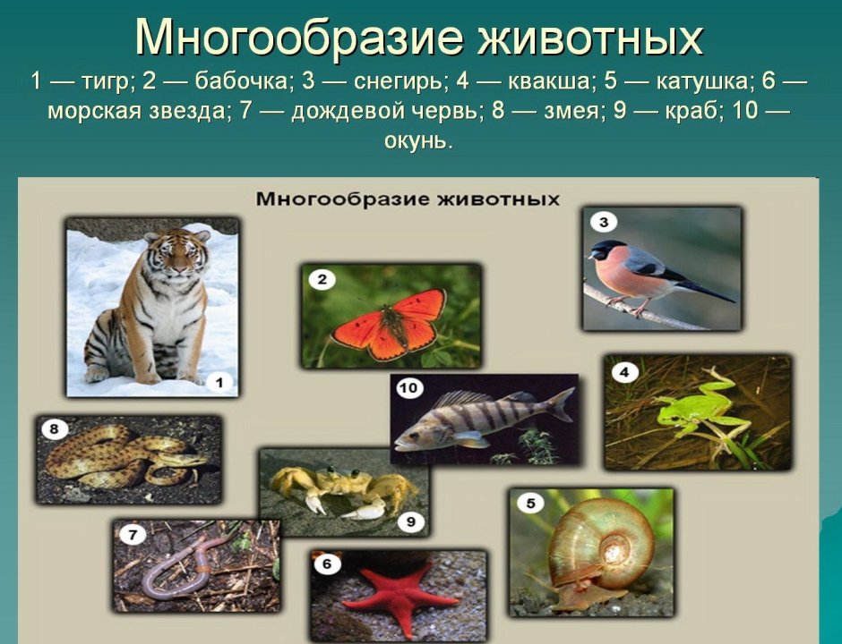 Эволюция развития органов дыхательной системы хордовых