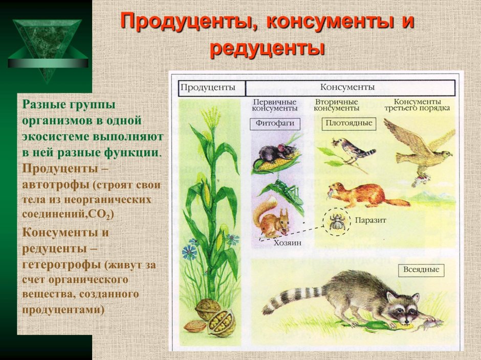 Живые организмы