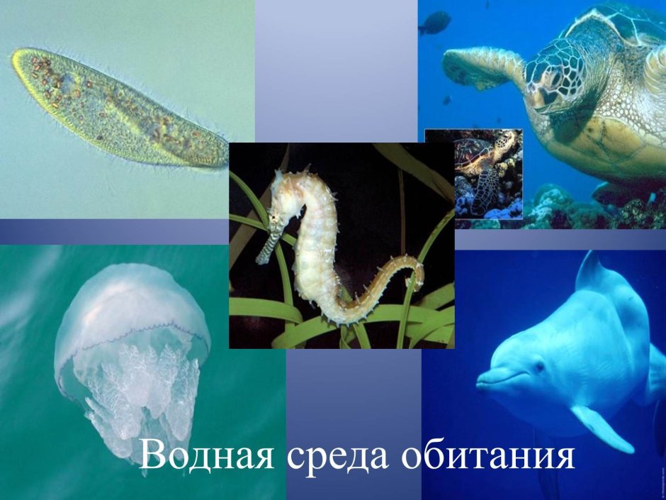 Таблица Живая и неживая природа