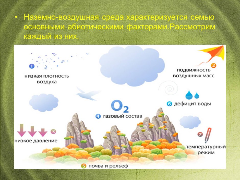 Экосистема водоема для дошкольников