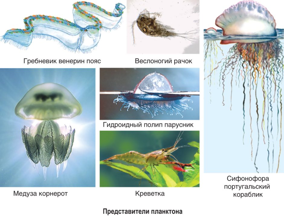 Экологические группы водной среды