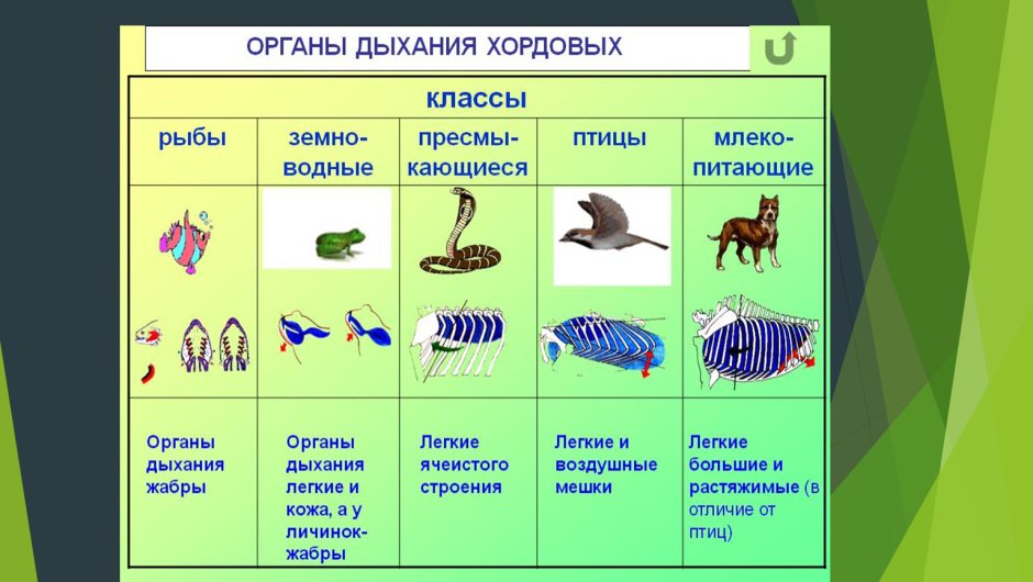 Биологическое разнообразие