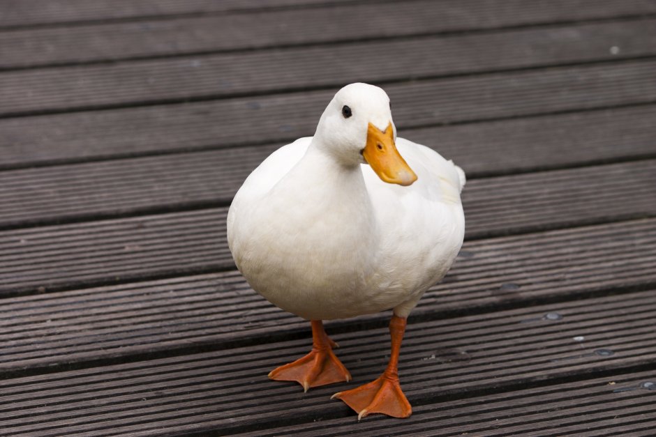 Duck ft