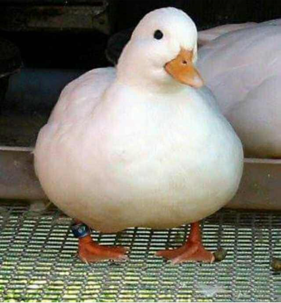 Толстый Гусь
