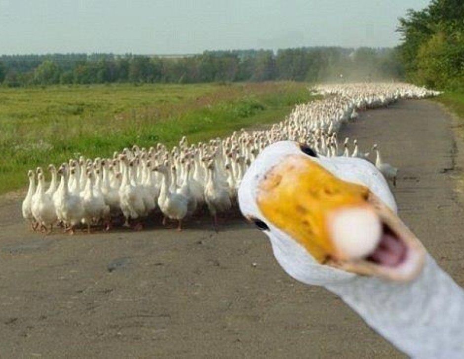 С днем рождения Гусь