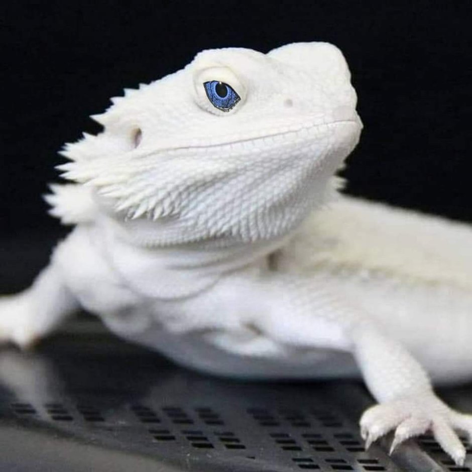 Злая ящерица