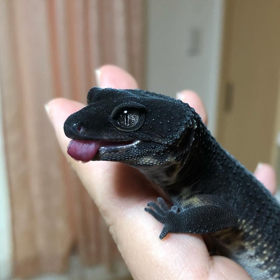 Игуана красная (Iguana Iguana)