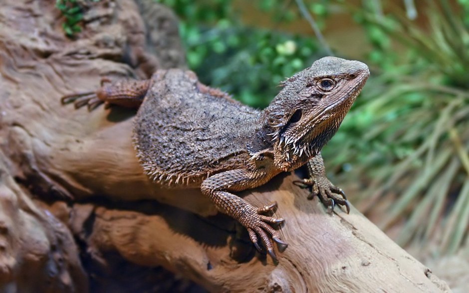 Коричневая и чёрная ящерицы