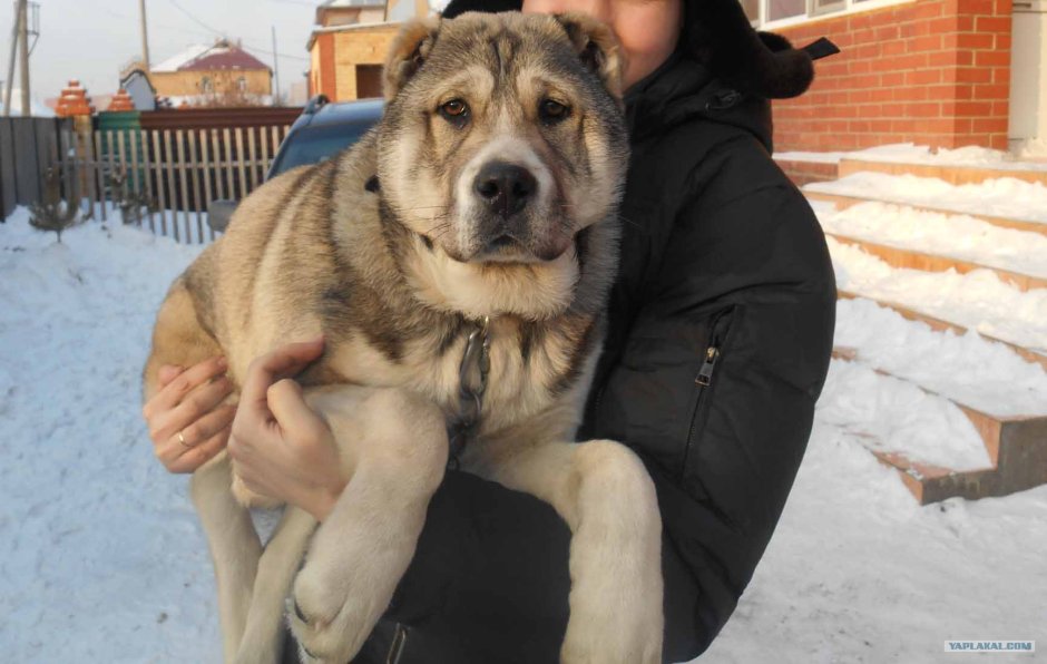 Алабай помесь с овчаркой