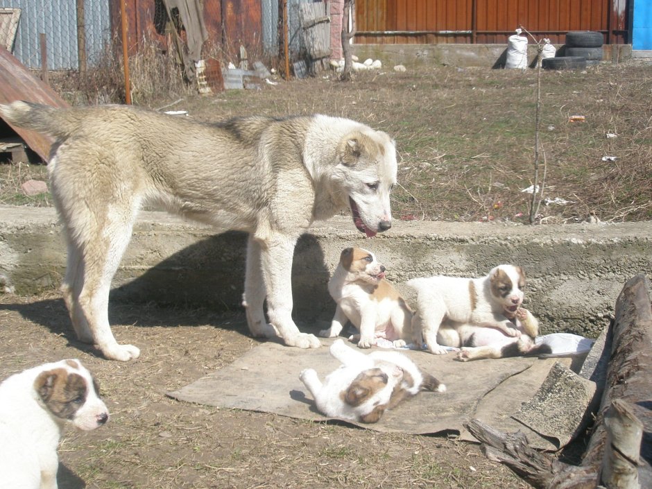 Алабай тобет собака