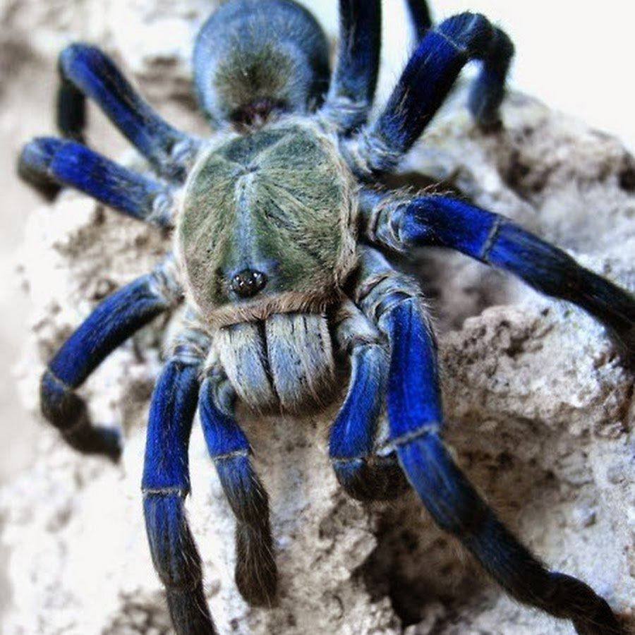 Паук Тарантул синий