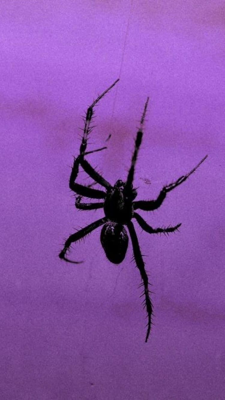 Паук на аву