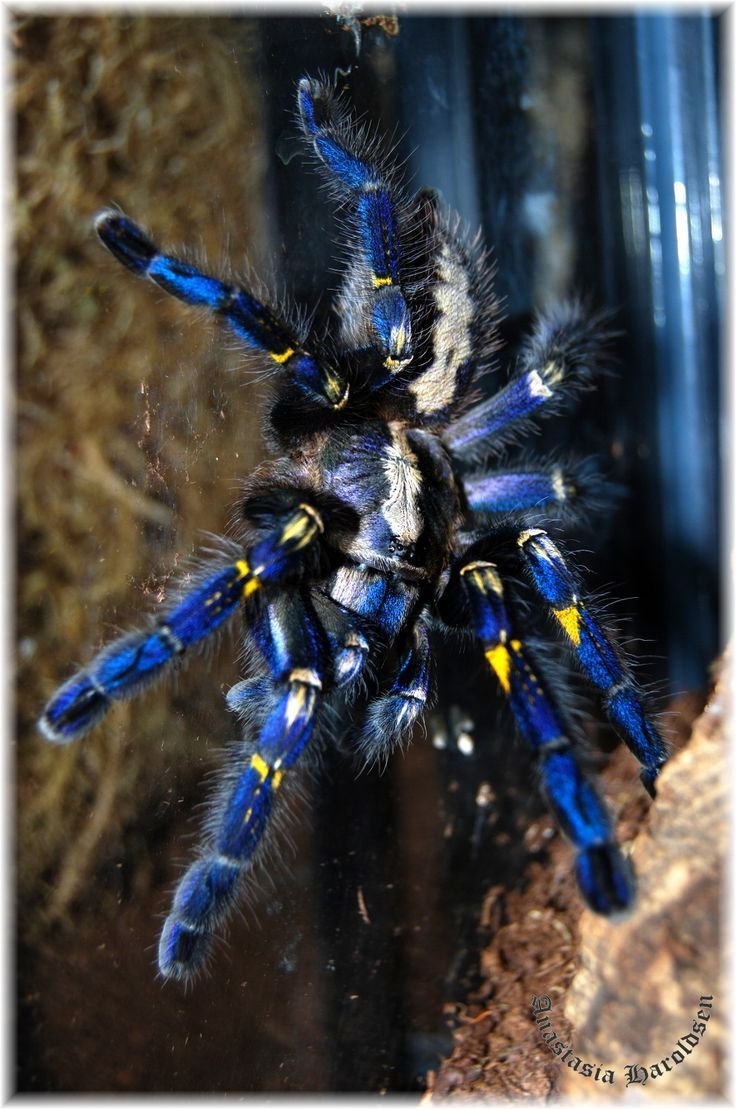 Паук птицеед Poecilotheria Metallica