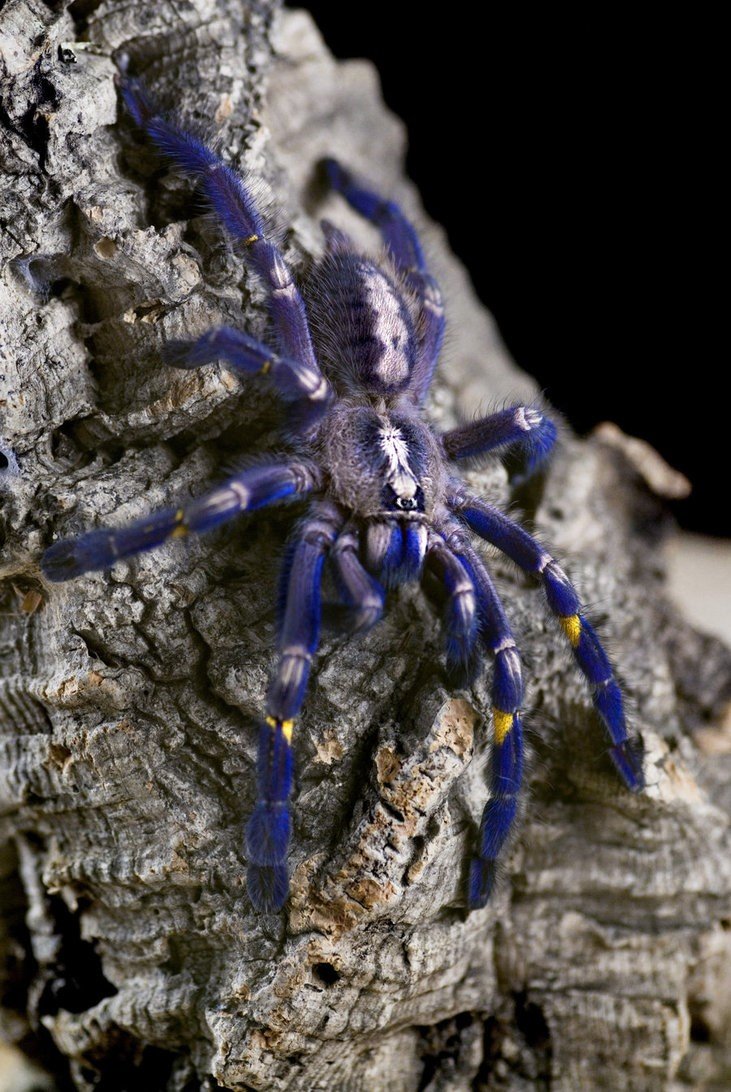 Poecilotheria Metallica паук