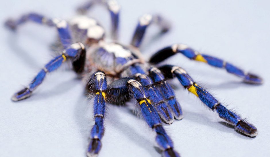 Синий птицеед Poecilotheria Metallica