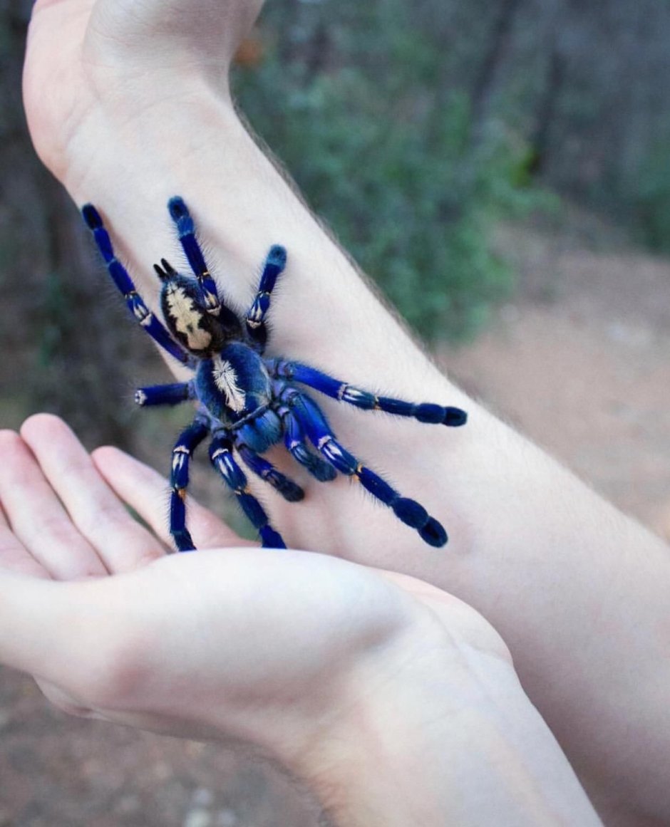 Poecilotheria Metallica паук