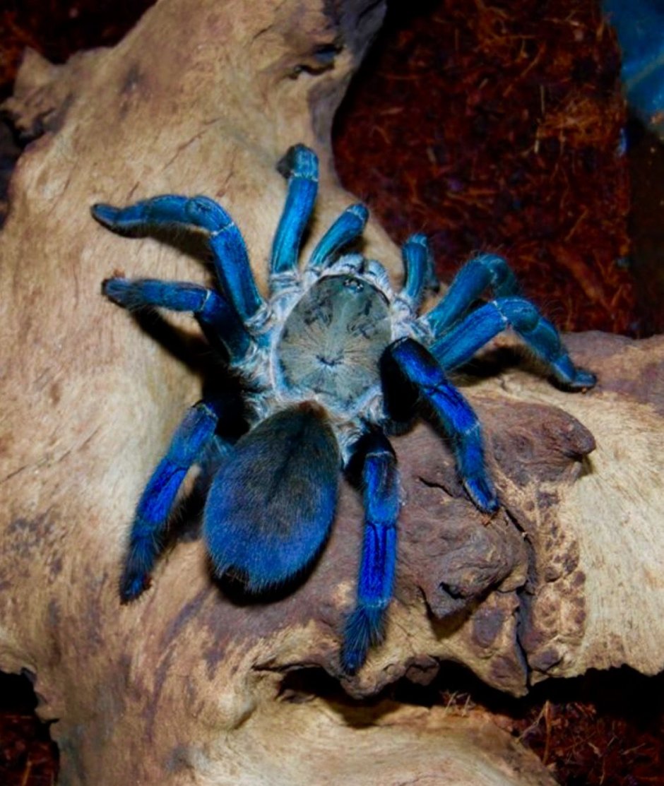 Cobalt Blue Tarantula