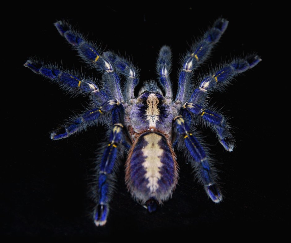 Паук птицеед Poecilotheria Metallica