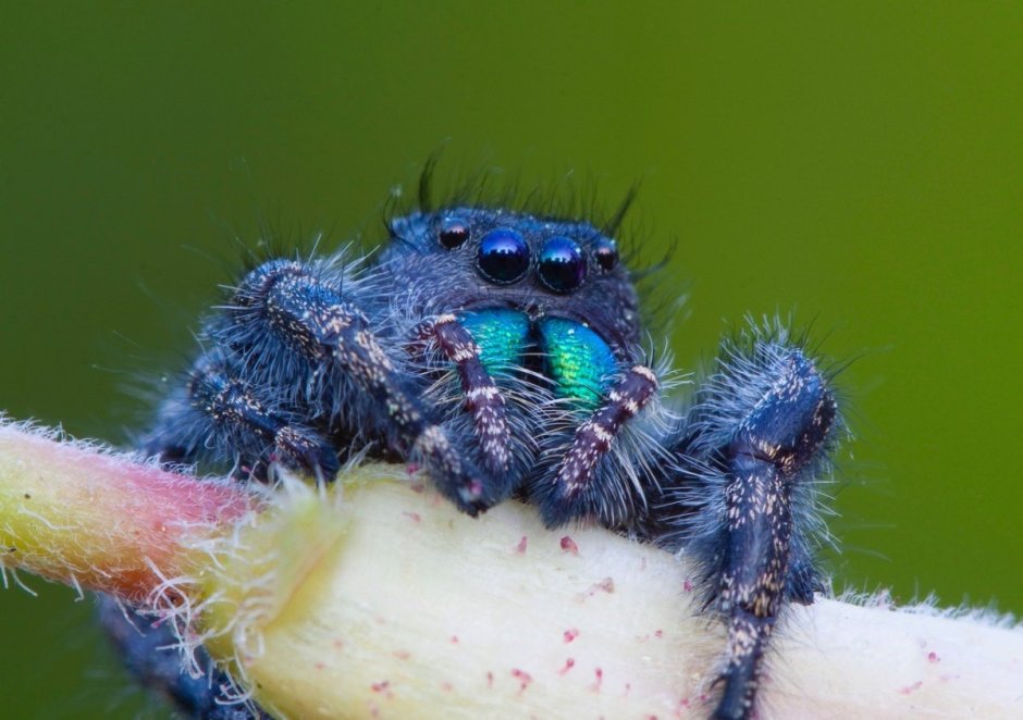 Паук-скакун Лукас