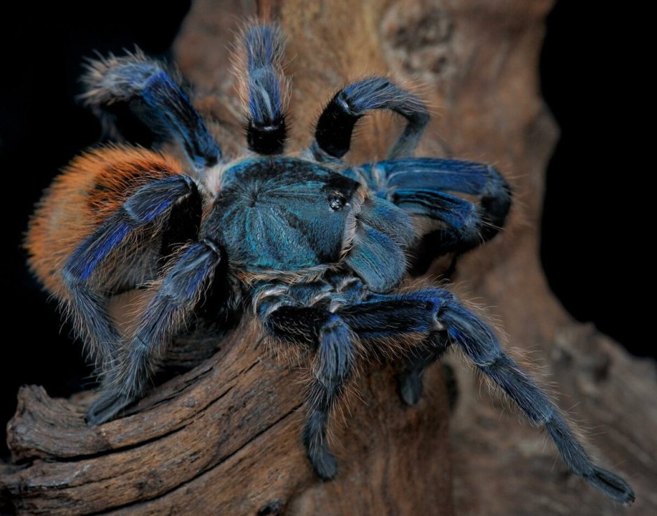 Паук-птицеед Chromatopelma cyaneopubescens