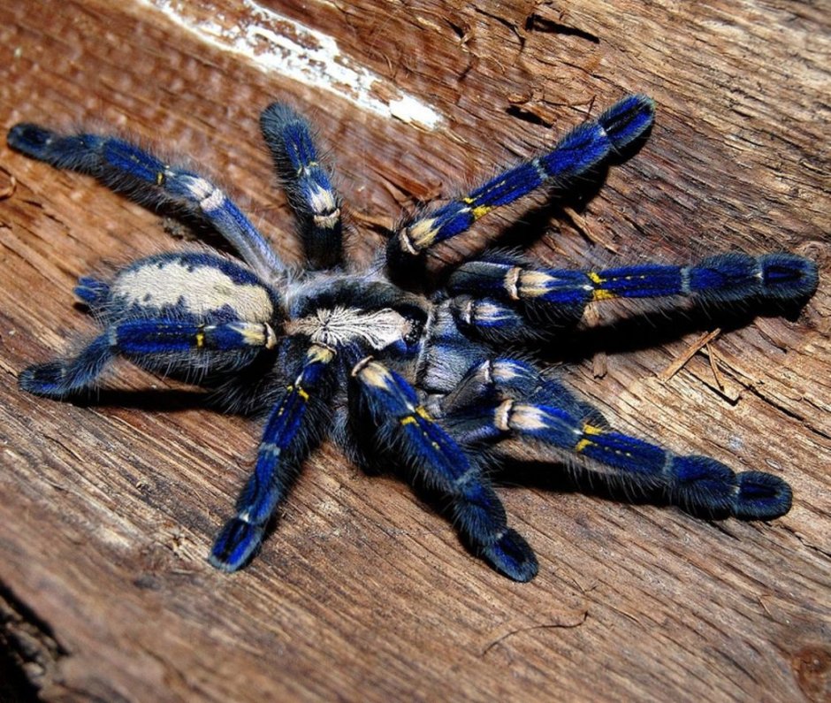 Паук птицеед Poecilotheria Metallica