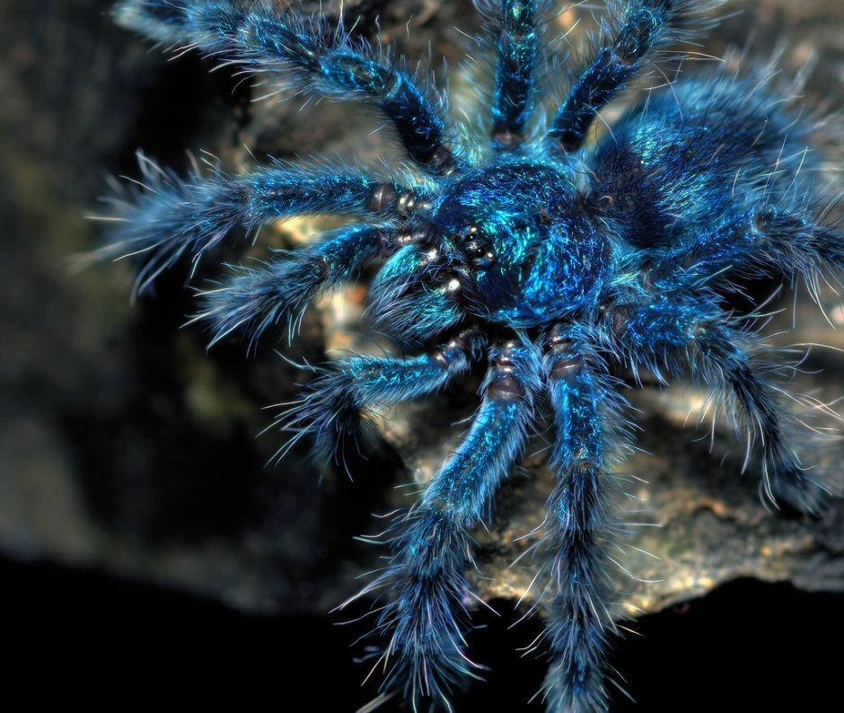 Паук птицеед версиколор