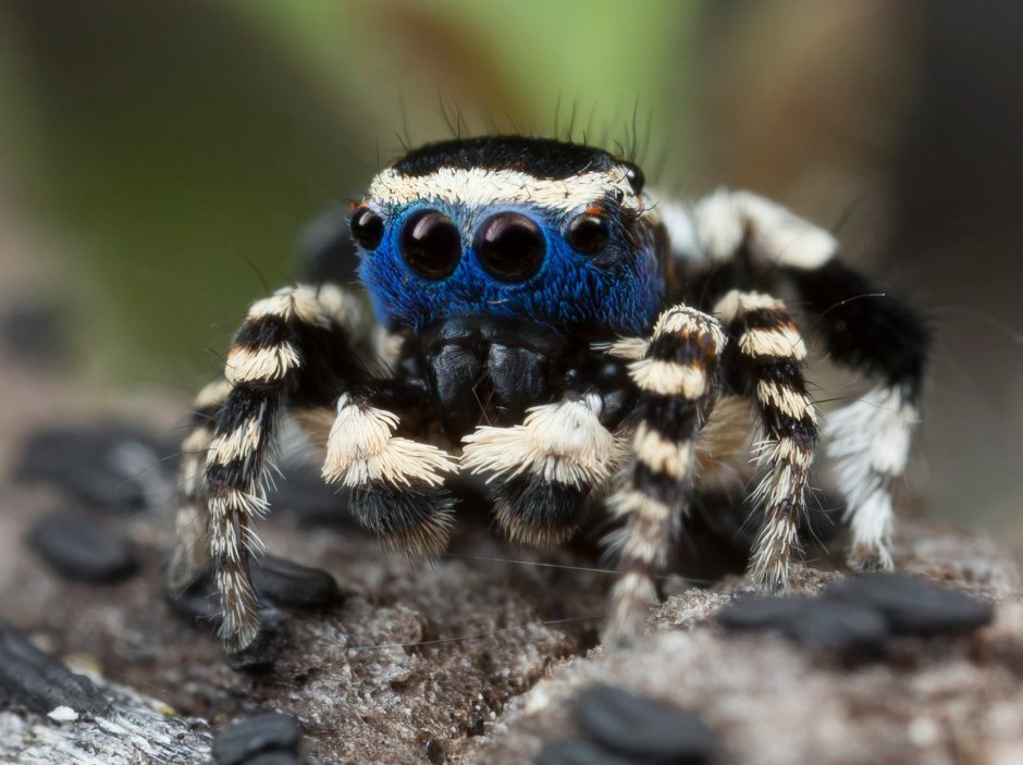 Maratus personatus