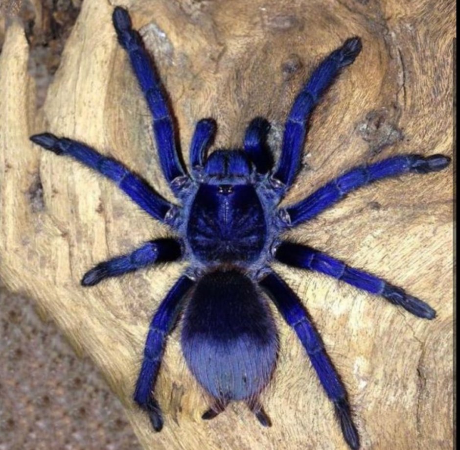 Паук-птицеед Pterinopelma sazimai